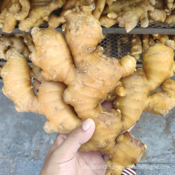 Export Bulk Wholesale Fresh Young Ginger Root